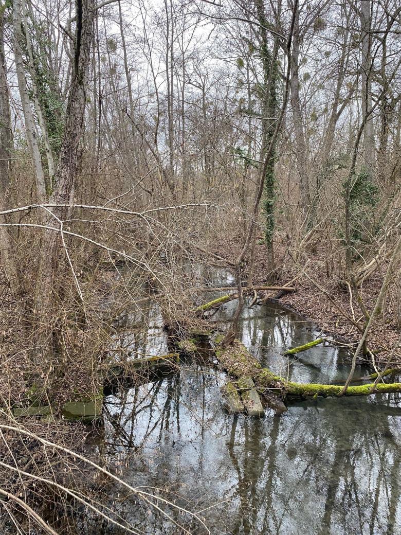Zone humide proche du Rhin au nord-est de Strasbourg/Feuchtgebiet nahe des Rheins, im NE von Strassburg@BRGM Zone Humide au NE d'Alsace - Feuchtgebiet im NE des Elsass, Plobsheim